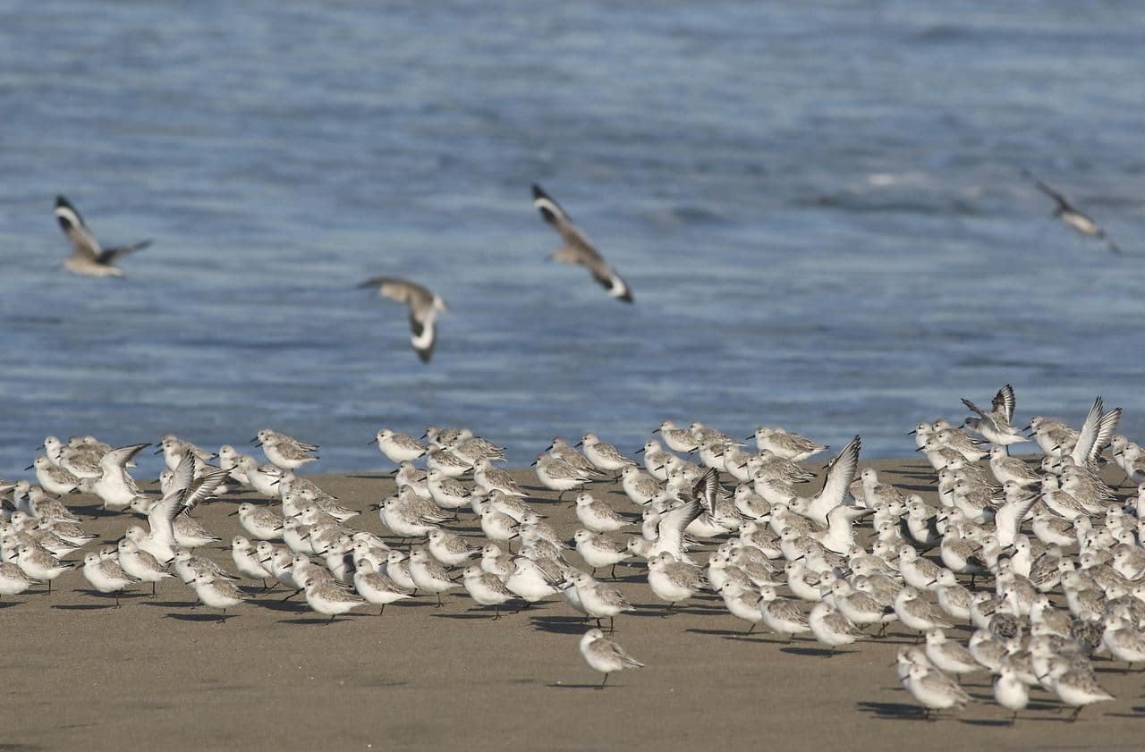 Solutions for Horrible Tragedy in Texas